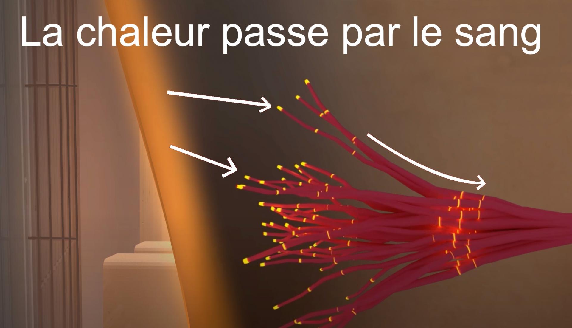 Chaleur sang